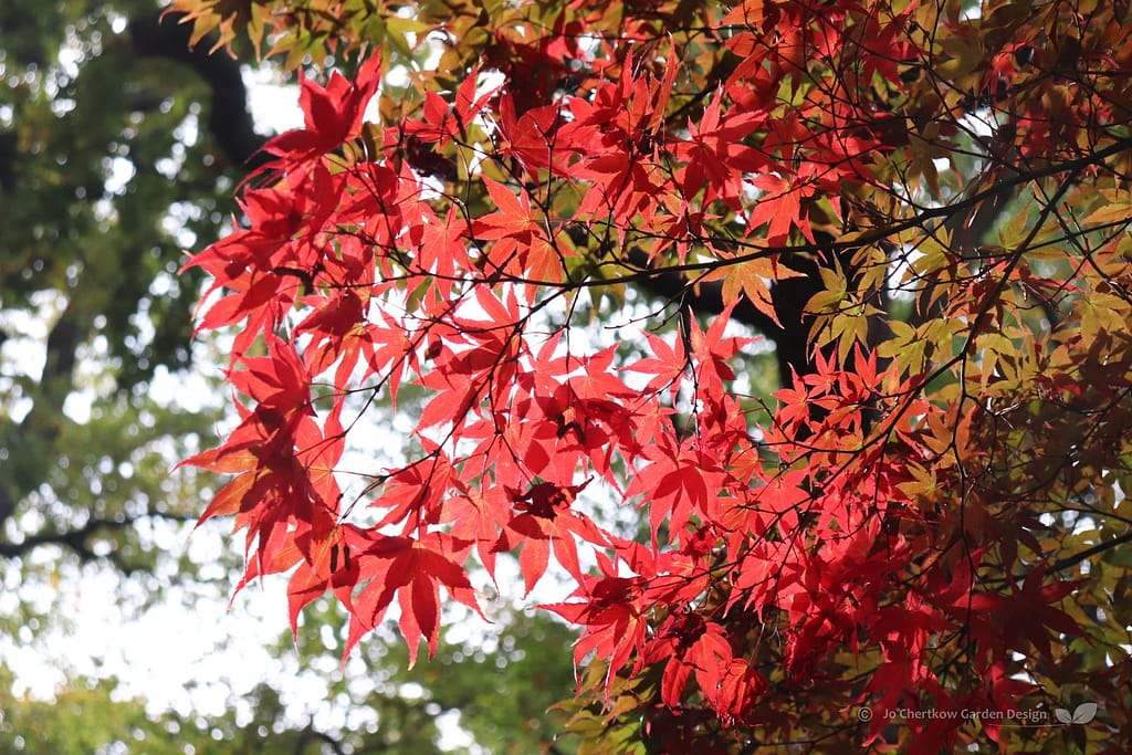 Autumn leaves
