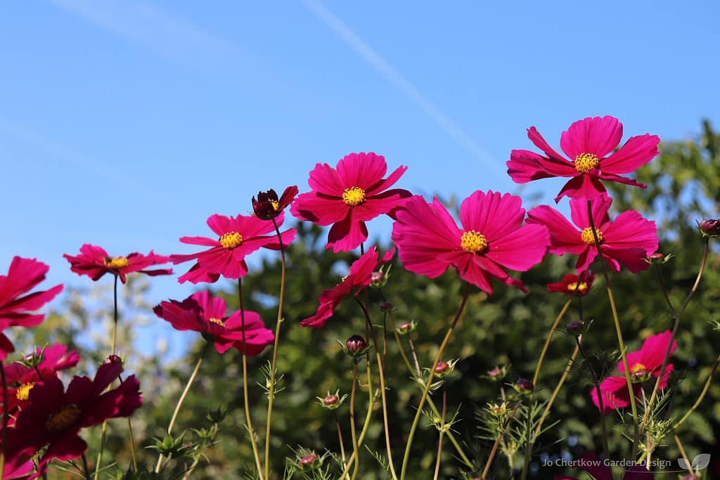Cosmos brightening a border