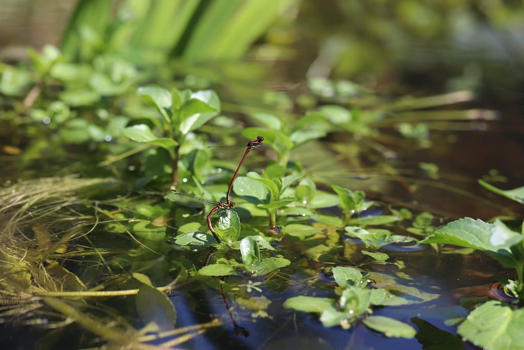 Damselflies visit a pond