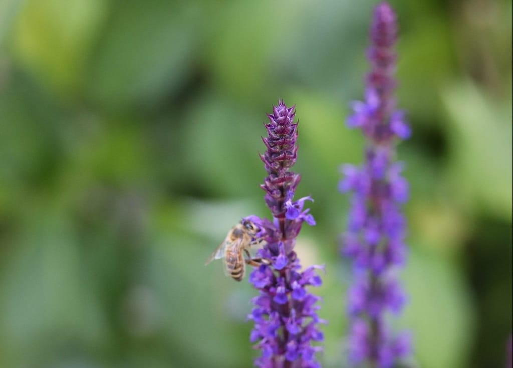 Pollinator friendly planting