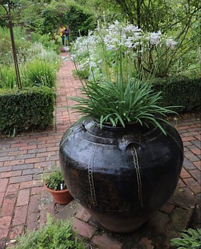 Black plant pot with agapanthus