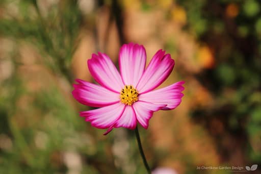 Cosmos are easy to grow from seed to fill your garden with colour