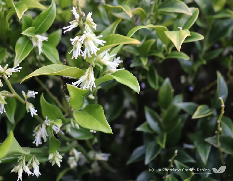 Sarcoccoca for winter scent