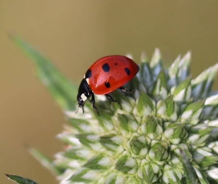 Ladybird