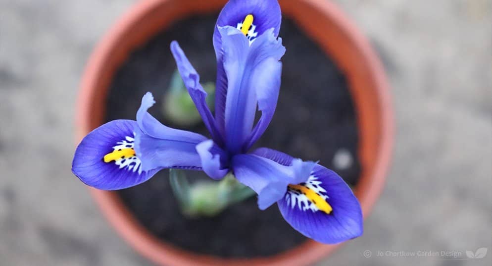 Spring bulbs in containers